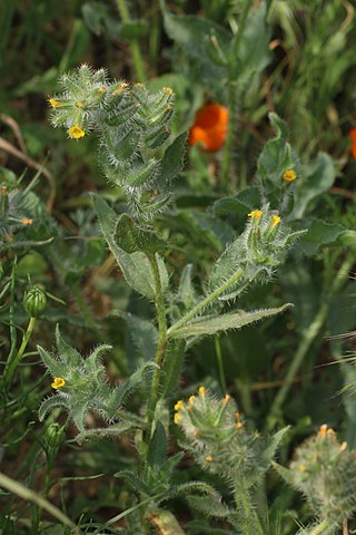 <i>Amsinckia tessellata</i> Species of flowering plant