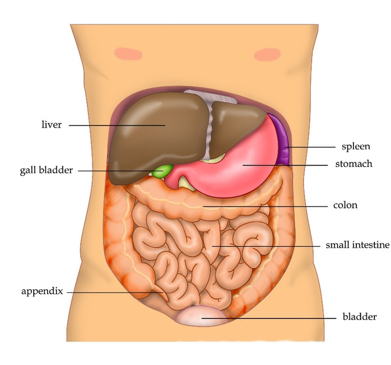 Liver Wikipedia