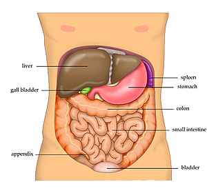 Anatomy Abdomen Tiesworks.jpg