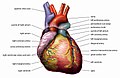 Anatomie van hart en kransslagaders