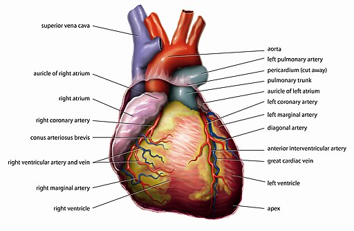 Anatomy Heart English Tiesworks
