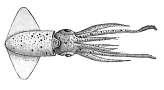Ancistrocheirus lesueurii (Ancistrocheiridae)