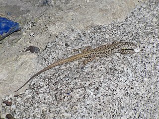 <i>Podarcis vaucheri</i> species of reptile