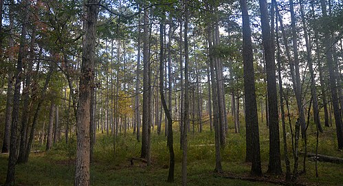 Angelina National Forest, Angelina County, Texas (November 2020)