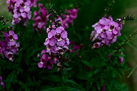 Angelonia