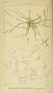 Angraecum chiloschistae - Harry Bolus - Orchidées d'Afrique du Sud - tome I onglet. 6 (1896) .jpg