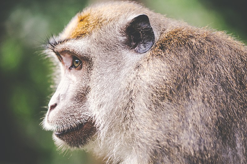 File:Animal-wilderness-zoo-monkey (23698975643).jpg