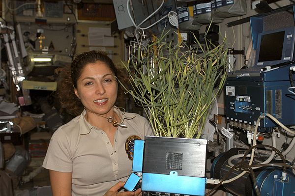 Ansari holds a plant grown in the Zvezda Service Module of the International Space Station.