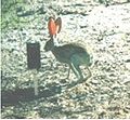 Antelope jackrabbit.jpg