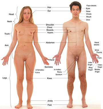 File:Anterior view of human female and male, with labels.jpg