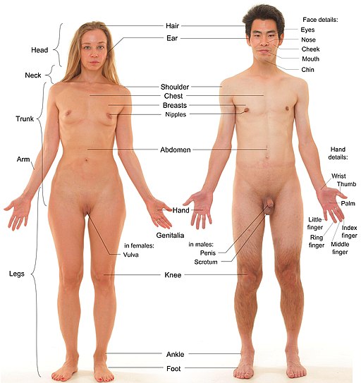 Anterior view of human female and male, with labels
