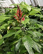 Aphelandra gigantiflora