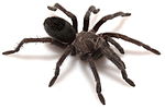 Aphonopelma joshua için küçük resim