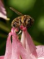 * Nomination A western honeybee on a Granny's nightcap --Sputniktilt 11:31, 2 June 2014 (UTC) * Decline Sorry Sputniktilt but quality isn't here: the image is unsharp and mostly out of focus. The QI bar for insects is now much higher! -- Alvesgaspar 13:20, 2 June 2014 (UTC)