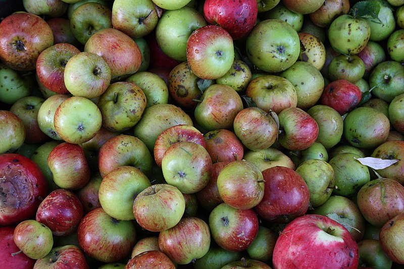 File:Apples ready to be made into cider.jpg