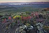 April -conservationlands15 -bucketlist- Bodie Hills, California, for Wildflowers, Wildlife and One-of-a-Kind Ghost Town! (17160968395).jpg