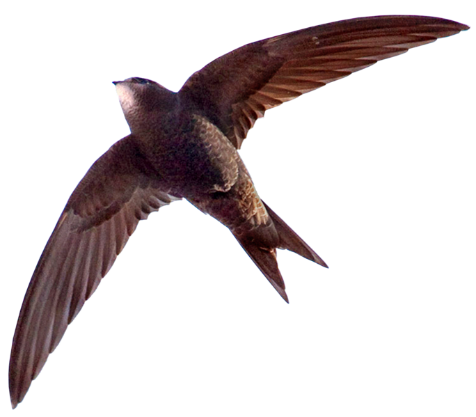 File:Apus apus flying (transparent background).png