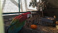 Ara macao in Petah Tikva zoo