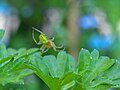 * Nomination: Cucumber green spider (body is 4 - 6 mm) over garden parsley --Haeferl 00:21, 11 January 2012 (UTC) * * Review needed