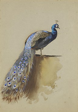 Archibald Thorburn Peacock