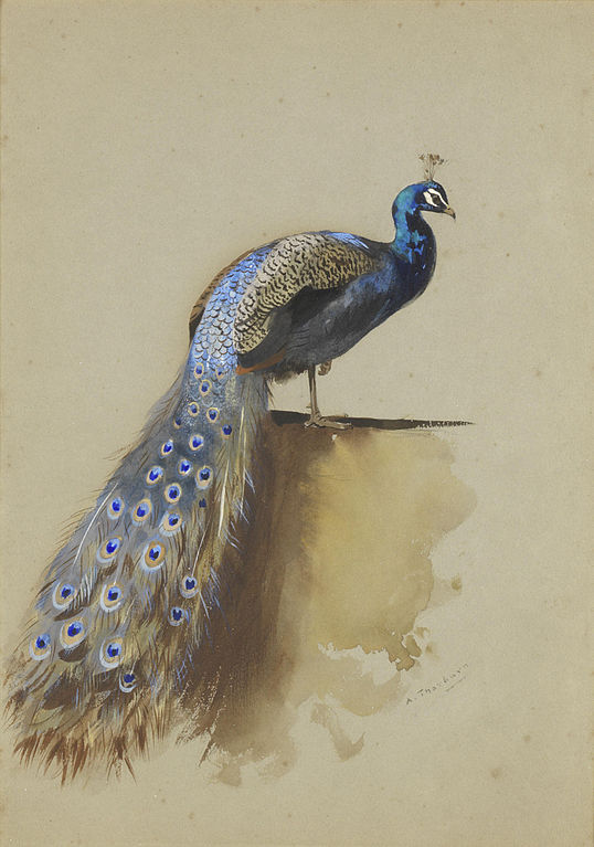 Painting Of Peacock Painting In Watercolor - GranNino