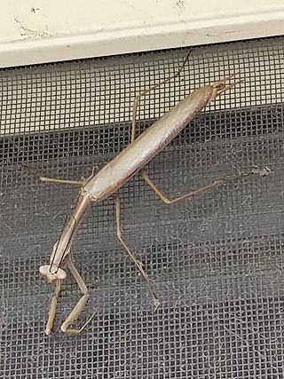 <i>Archimantis sobrina</i> Species of praying mantis