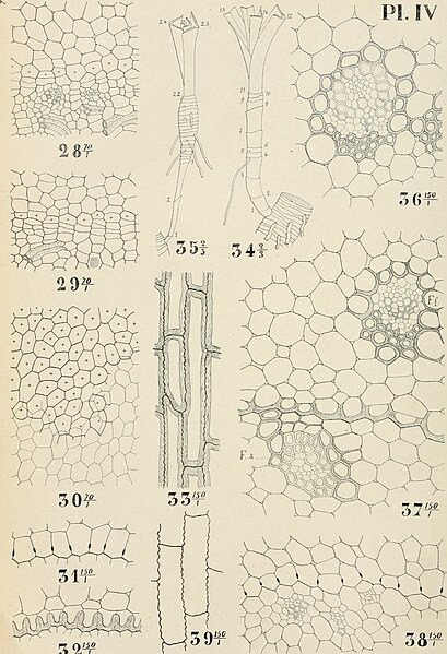 File:Archives de l'Institut botanique de l'Universit de Lige" (1897-) (19726420136).jpg