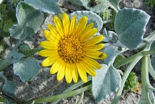 Arctotheca populifolia bunga yellow.JPG