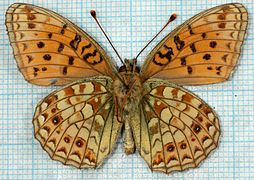 Argynnis niobe-mu.jpg