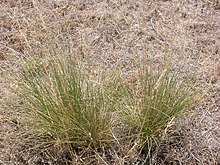 Aristida purpurea (3876333911) .jpg