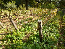 Aristoloche au pied des vignes