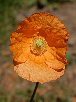 Orange Armenian Poppy