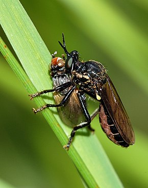 Popis tohoto obrázku, také komentován níže