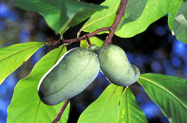 How a Navajo Scientist Is Helping to Restore Traditional Peach Horticulture  (U.S. National Park Service)