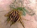 Asparagus densiflorus 1.jpg