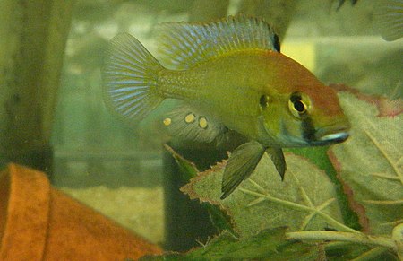 Astatotilapia calliptera