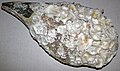 Atrina pen shell bivalve with encrusting Crassostrea virginica oysters (Sanibel Island, Florida, USA) 1.jpg