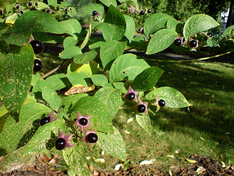 File:Atropa belladonna (Tollkirsche).JPG