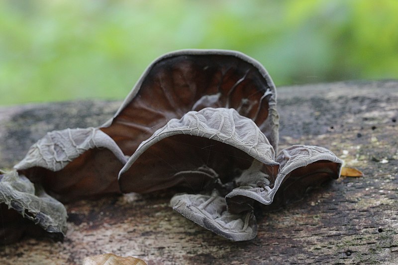 File:Auricularia auricula-judae (34308025360).jpg