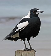 Magpies are the moniker of many Port Adelaide clubs.