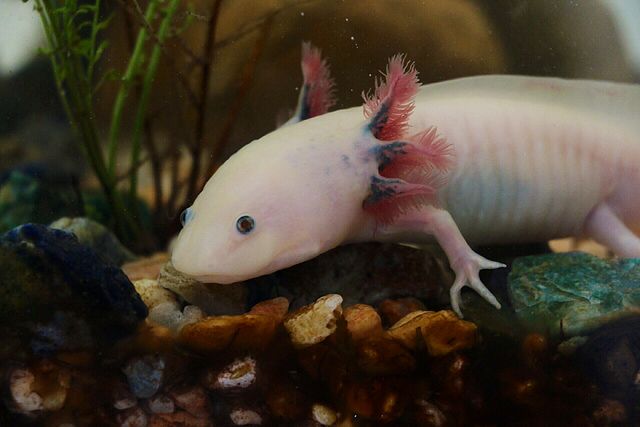 Ambystoma mexicanum, Axolotl