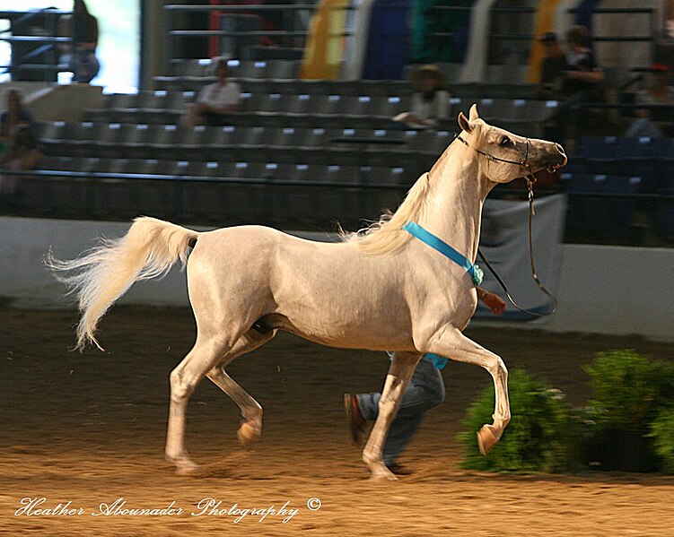 File:BW Sensational at the 2009 Egyptian Event (3612707880).jpg