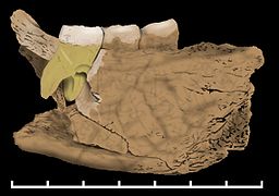 Fragment de mandibule de Mala Balanica, Serbie, 400 à 500 ka.