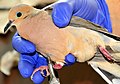 Banding Mourning Dove Seedskadee NWR (19291220949).jpg