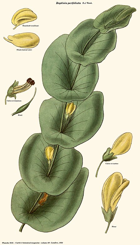 Baptisia perfoliata