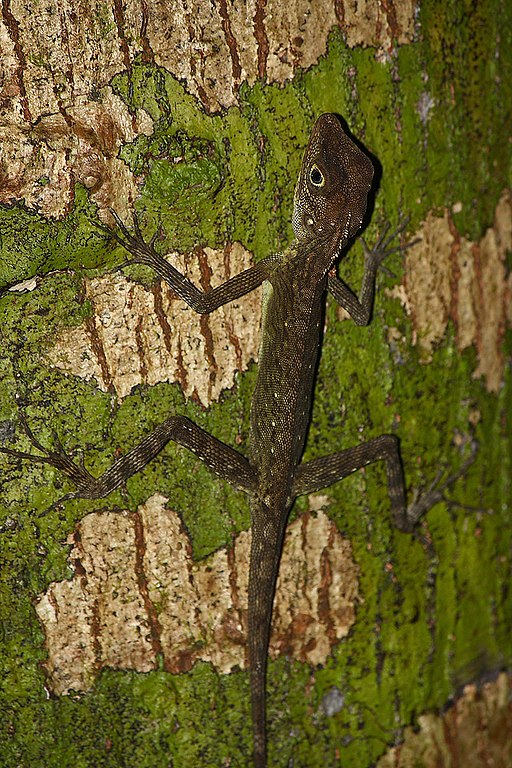 Bay Island forest lizard IMG 2189