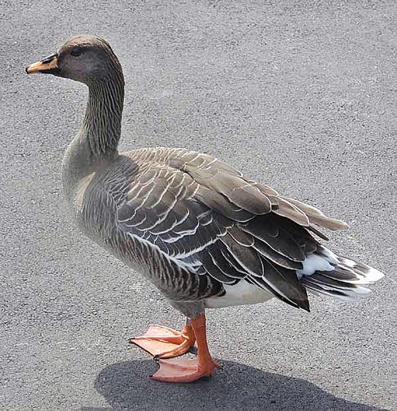 File:Bean.goose.600pix.jpg