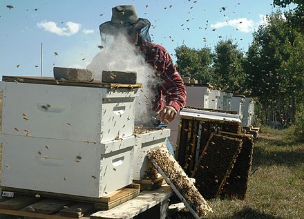 A commercial beekeeper at work