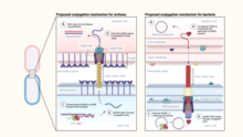 Proposed conjugation mechanisms between donor and recipient cells in archaea (left) and bacteria (right). The schematic shows how ssDNA substrates are generated by the HerA-NurA machinery in the donor archaeal cells and by the plasmid-encoded relaxosome in bacteria. The figure is reproduced from Beltran et al Fig5.png