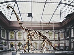 Description de l'image Berlin Naturkundemuseum Brachiosaurus henningsphoto de.jpg.